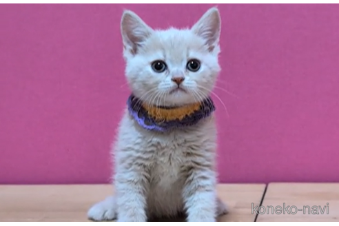 成約済の東京都のマンチカン-100754の4枚目
